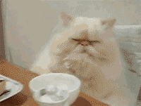 cat in chair wft is this