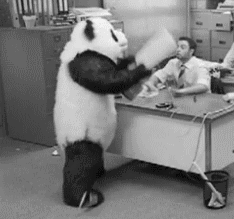 frustrated panda gif photo tumblr_ltdiol7UsX1r4ofbno1_250.gif