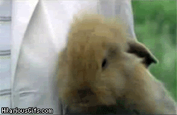 Image and video hosting by HilariousGIFs.com