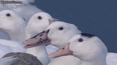 Image and video hosting by HilariousGIFs.com