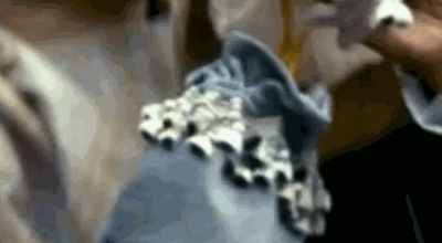  photo SJD4CbySueBee_zps8fa1b326.gif