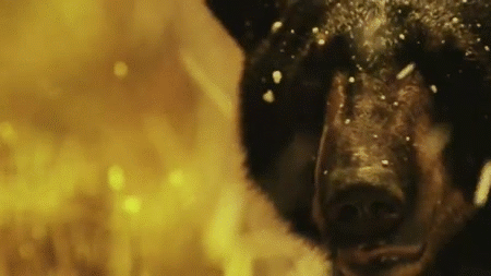 Image result for black bear gif