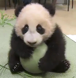 animated gifs photo: Panda panda-2.gif