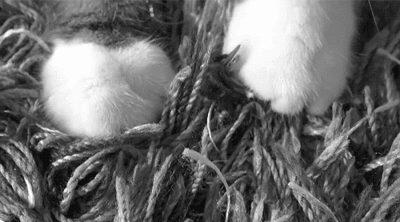 photo tumblr_n212ynsxdD1szzyavo1_400_zps24006f8f.gif