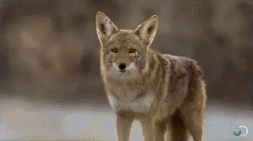  photo coyote_zps4d23ae4f.gif