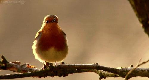 bird