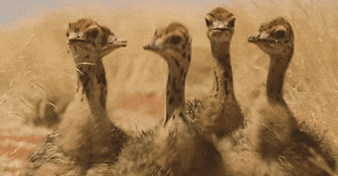  photo funny-gif-ostriches-girls-going-out_zps5e35df28.gif