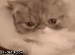 Cheesy gif photo: Cat Facepalm caturdayfacepalm_sg.gif