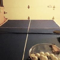 ping-pong-ball-machine