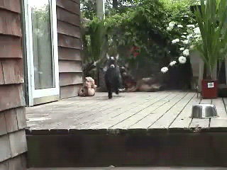  photo anigif_enhanced-7873-1393024511-17_zpsb906f894.gif