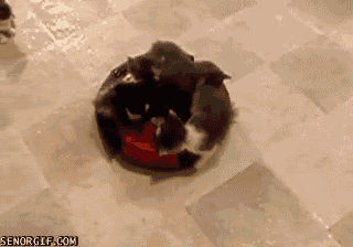 RoombaKittens