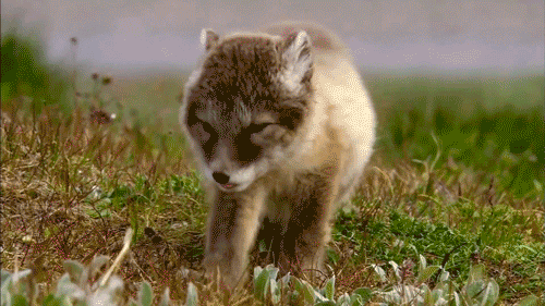 photo 1aaafgjfgn_zpsb81129d1.gif