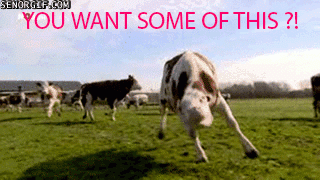  photo You-want-some-of-this-cow.gif