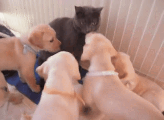 photo anigif_enhanced-buzz-12025-1390243116-29_zps2d1fb006.gif