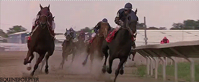 horse-race
