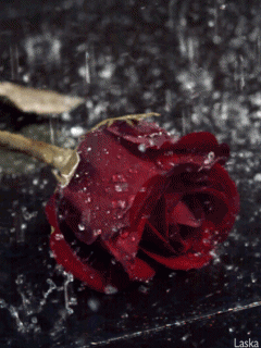  photo tumblr_ly67ph27mG1qbi11xo1_250_zps72806719.gif