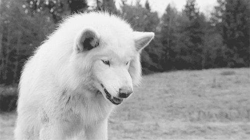  photo tumblr_ma8t0sIa8x1rbw6bto1_500_zps7320e152.gif
