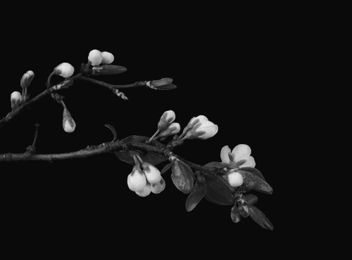 photo tumblr_m18uvoIbuy1qciafbo1_500_zps6069121c.gif