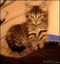 tumblr_m6ksy91xDN1qdlh1io1_250