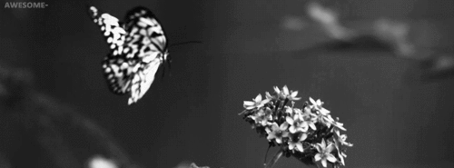 photo tumblr_m6ymytJAN31qboe9so3_r1_500_zps52381a3d.gif