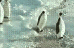 push photo: penguin push 110026qsida0z6wg.gif