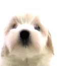 photo lick-8.gif