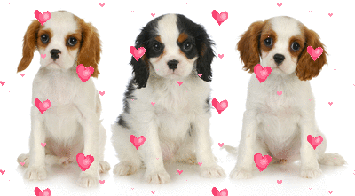 love dogs
