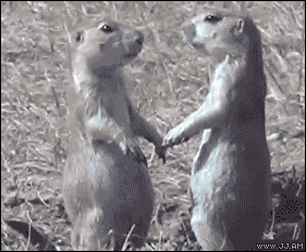 Hidden Intentions #3 photo awkward-kiss-Prairie-dog_zps7fcf36cb.gif
