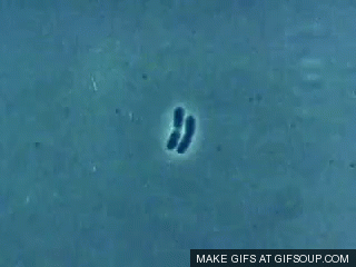bacterial-growth-o