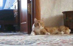 scared gifs photo: Kitty's very scared tumblr_lq10zfDHCR1qzrlhgo1_250.gif
