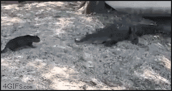 alligators photo: Cat vs. Alligator Cat_vs_alligators.gif