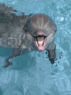 Dolphin photo: dolphin animated dolphin1animated.gif