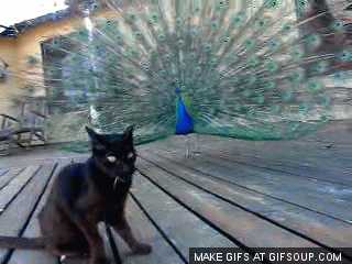 cat-meets-peacock-o