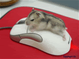 dry humping gif photo: Humping Mouse Mouse_E_Mouse1.gif