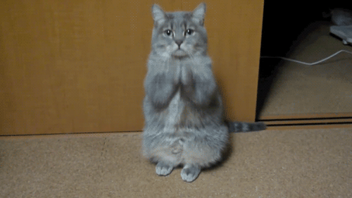 Hmm, kitty, I didn't mean *literally* put your hands together.