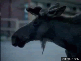 moose photo: Moose glance t4warc.gif