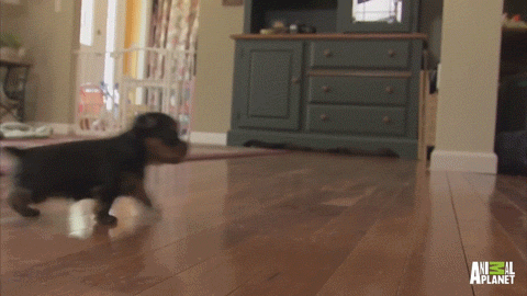 Puppy learning to walk