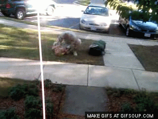 soldier-dog-reunited-o