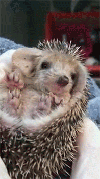  photo HEDGEHOG WITH HICCUPS_zpsq51xkp4e.gif