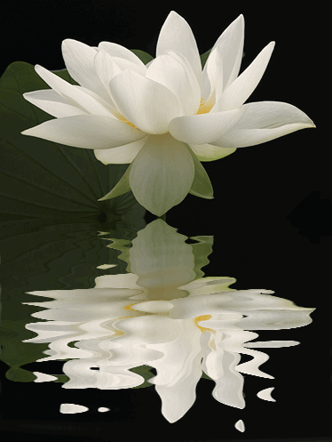 FLOWER REFLECTION