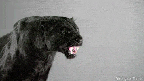 blk panther gif