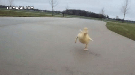  photo duckling-excited-on-seeing-camera.gif