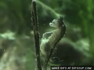 sea-horse-birth-o