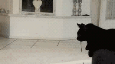 29574-Cat-High-Five-gif-uSc2