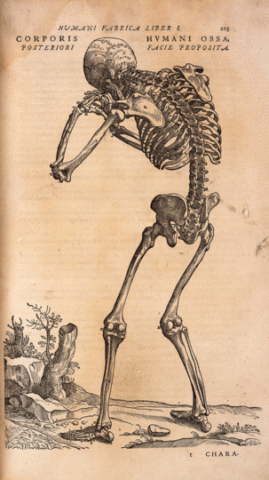 bones