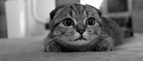 scaredycat