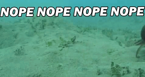 octopus