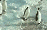 funny penguins photo: funny penguins funnypenguins.gif