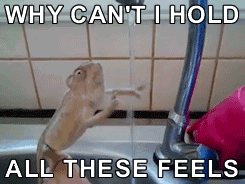 feels photo: Why can't i hold all these feels chameleon tumblr_mn6somnDlN1ruuoaco6_250_zps66e63f3d.gif