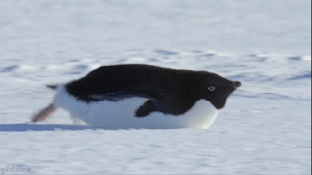 penguin